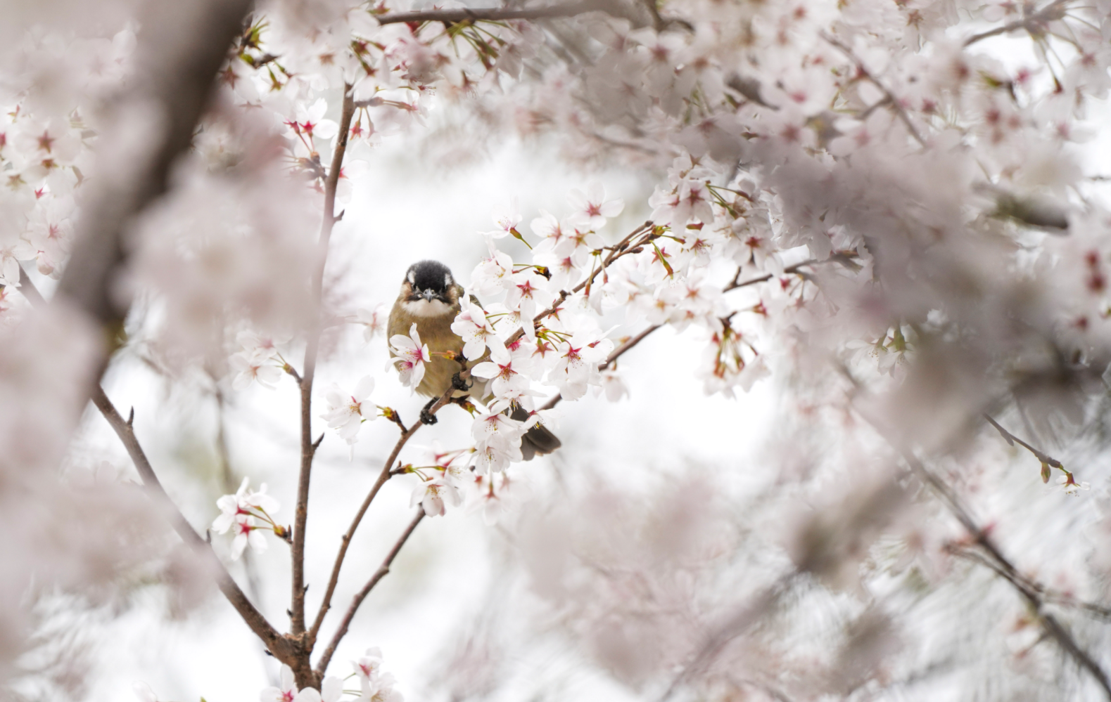 花間小鳥，靈動的春天