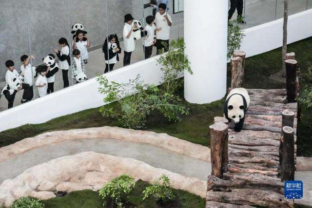 世界杯前夕，卡塔尔熊猫馆正式对公众开放