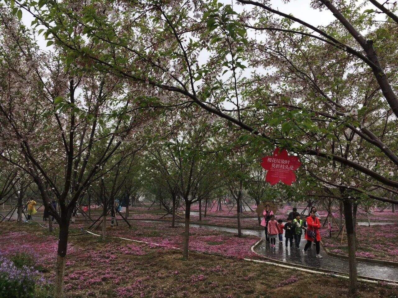 雨中赏樱花.jpg