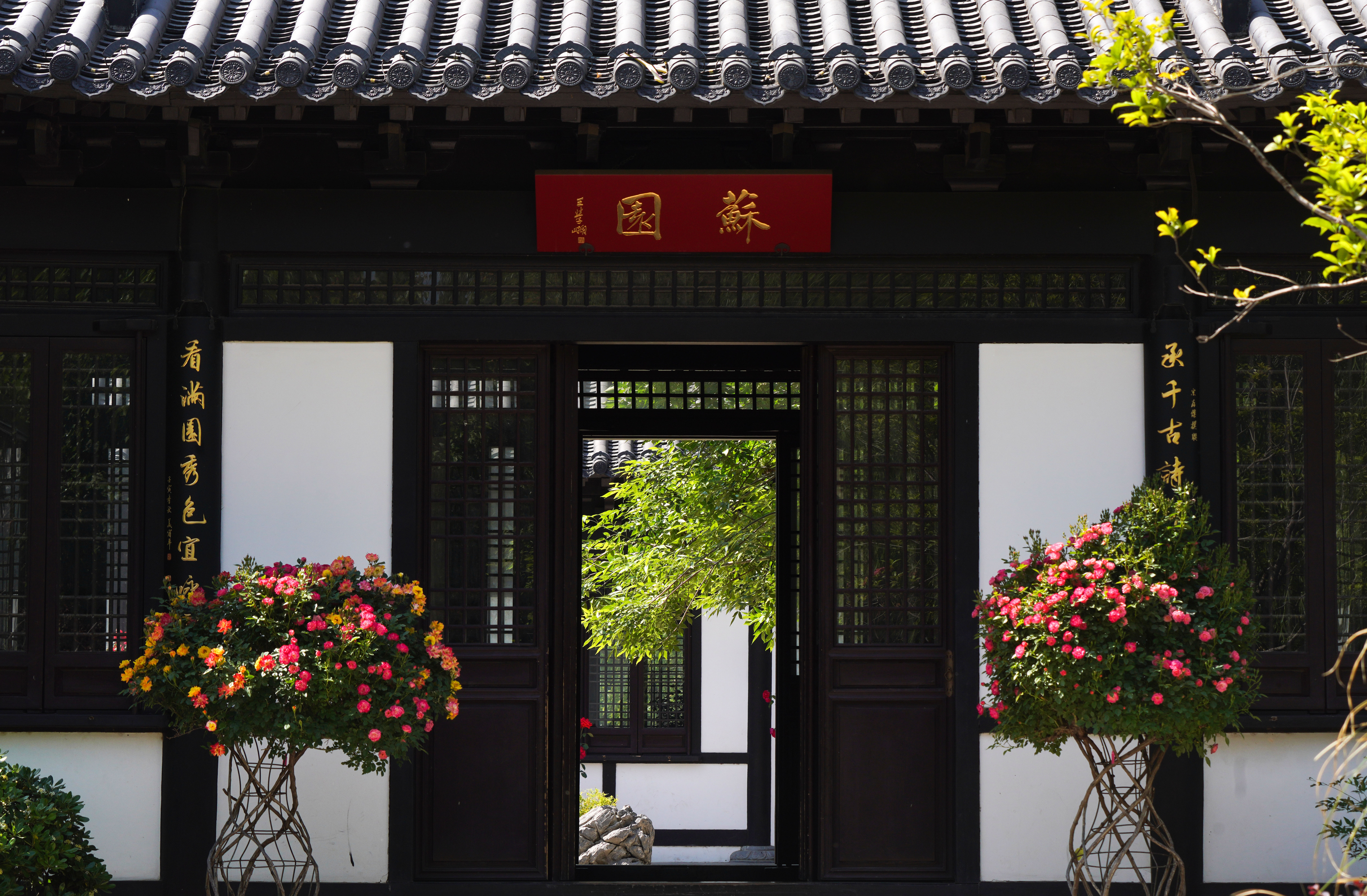 当南环公园中式园林遇到市花月季，美不胜收