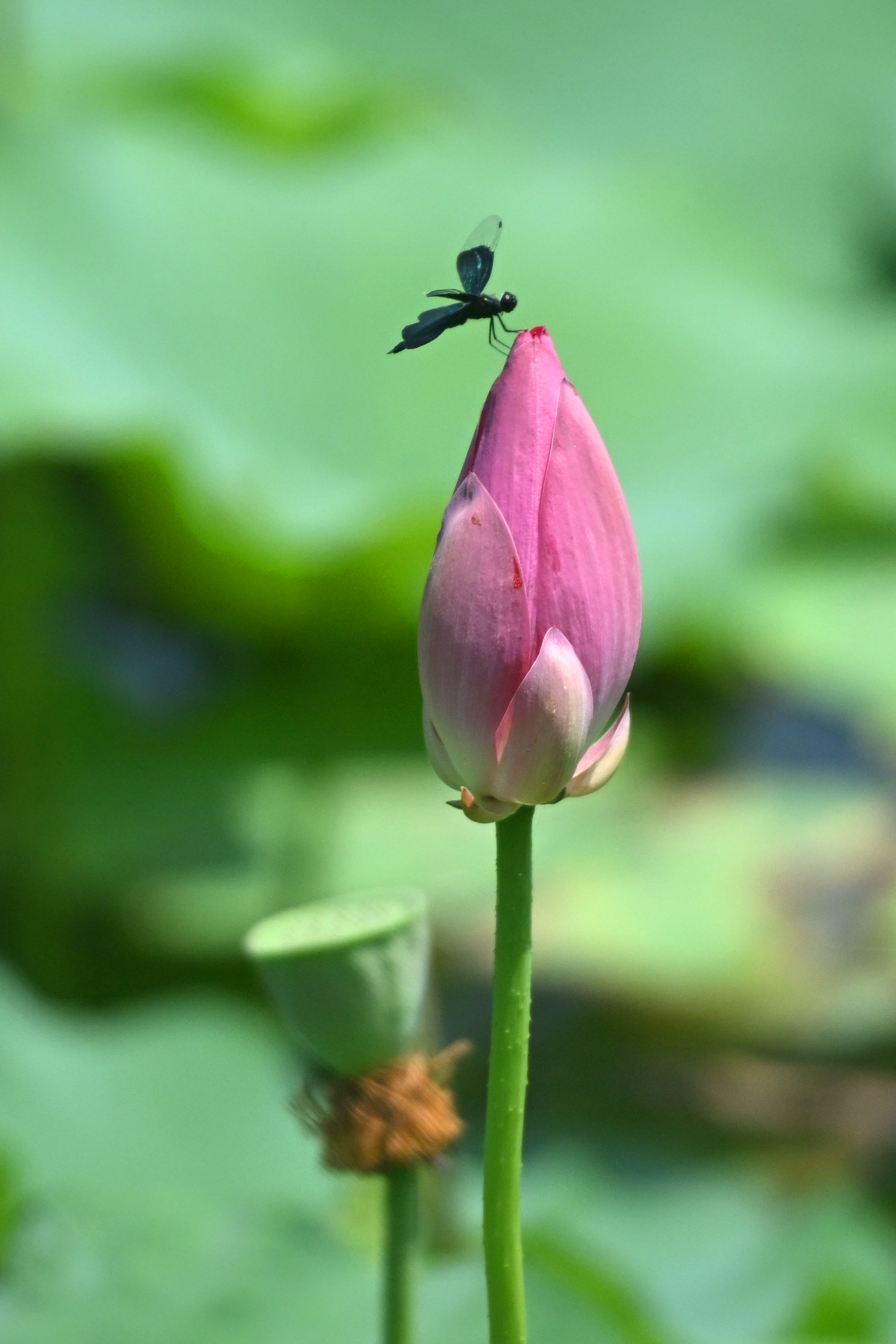 夏日生态丨北龙湖荷花正艳 市民可乘观光小火车赏荷