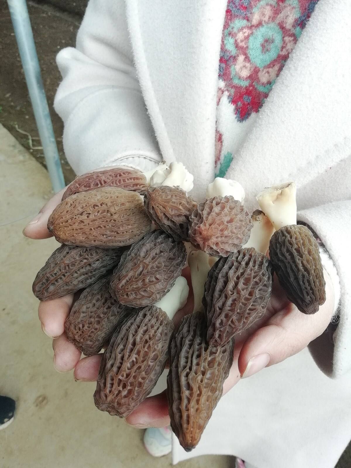 羊肚菌如雨后春笋般破土而出,长势喜人,远远看去象牙色的菌柄如点点