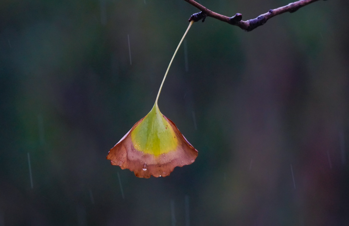 一帘秋雨秋"郑"浓