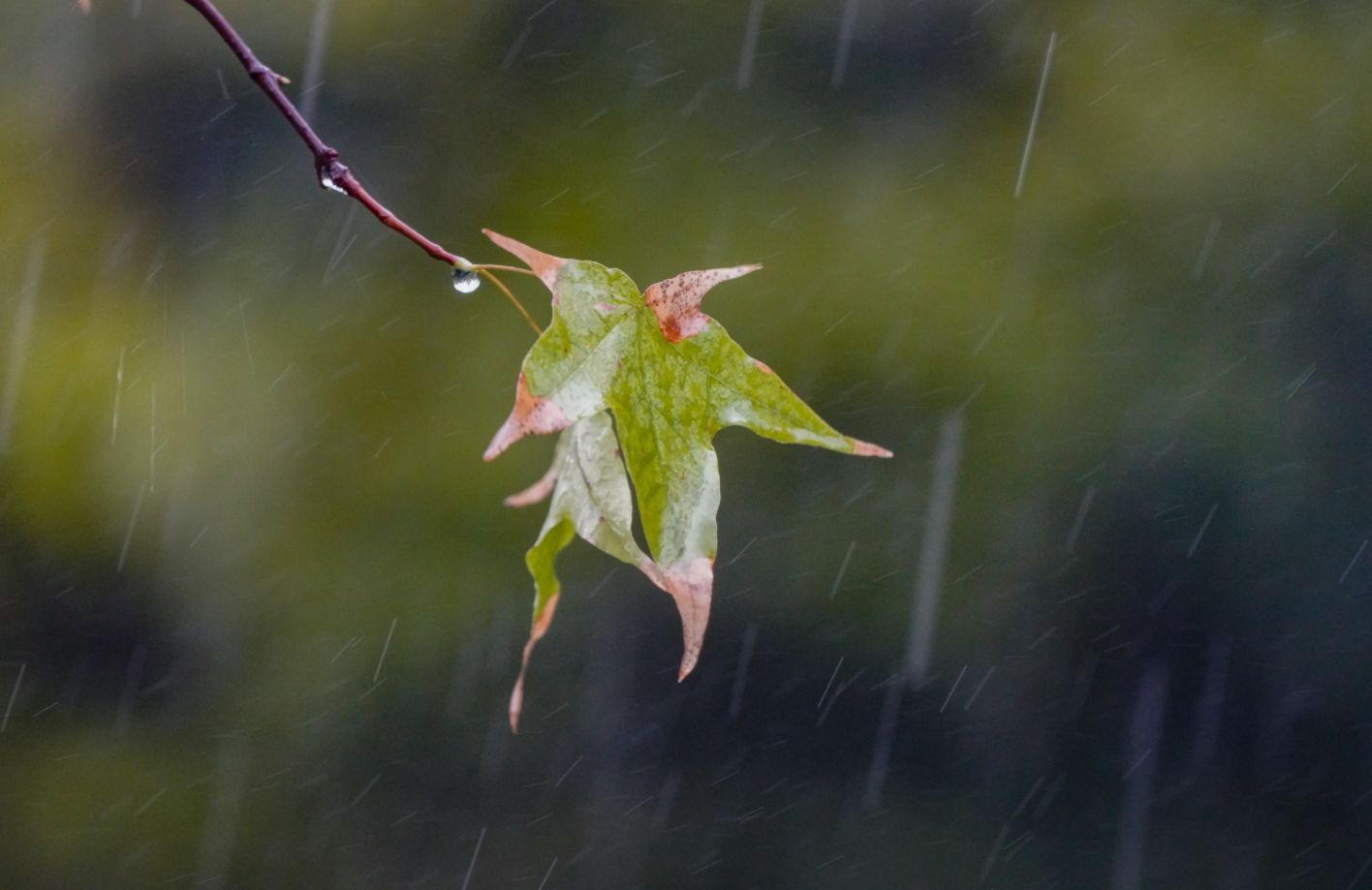 一帘秋雨秋"郑"浓