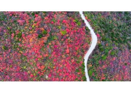 收藏！河南各地红叶观赏地图和路线指南，不必远走，家门口就有→