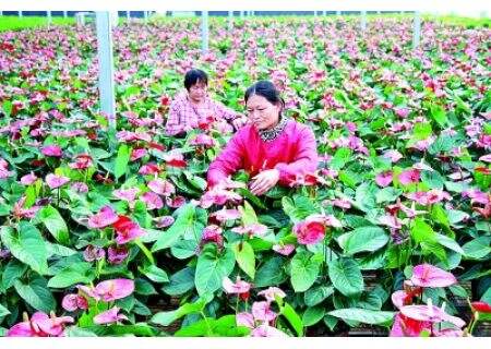 光明日报：河南省永城市高庄镇车集村 绽放花海兴村业